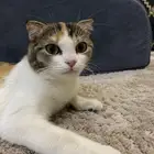 بسه