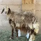 نجديه معه خروف