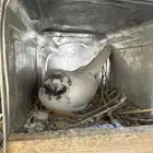 للبيع حمام باكستاني