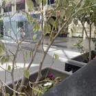 مطلوب كركديه وماتشا