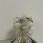 صيصان براهما كولمبي عمر شهر