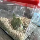 دره فرخ حجم سوبر جانبو ماشاءاالله اذكرو الله وكرز دخانLM