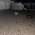 تيوس طيبه جمله أو تفريد