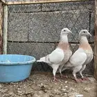 حمام زاجل وفرنسي محاكر
