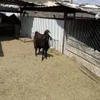 تيس فحل