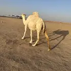 لقحه وضحا لها بالقاح عشر شهور