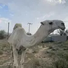 إبل  بعير  نياق