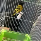 ذكر سسكن اخضر ماجلان (( تم البيع ))