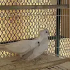 جوز كروان الذكر فالو والانثى البينو كلهن عيون حمر