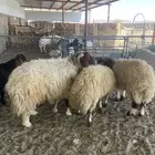 نعيم