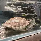 سلحفاة مع الحوض