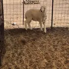 بهم طلي عمر من 3الا اربعه شهور