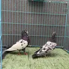 حمام باكستاني
