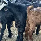 تيوس ذبايح سمان وخرفان ذبايح وتربيه