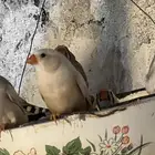 زيبرا