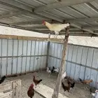 دجاج للبيع