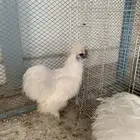 ديك القطني