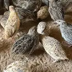 سمان احجام كبيره بلدي وجامبو طازج يوجد ذبح