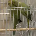 ببغاء دره