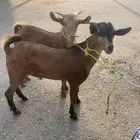 تيوس للبيع دهم بلدي