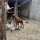 تيس فحل ادهم - محايل عسير