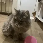 قط للتبني