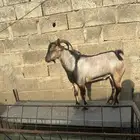 ماعز هجين وعل غنم