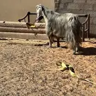 تيس عارضي طيب بالحيل