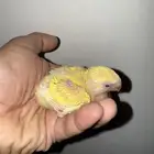فرخ روز اورنج اوبلاين عيون حمر