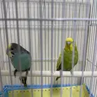 عصفور البادجي