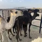 10حشوان في بيشه