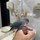 روز فايلوت اليف ماعنده عض