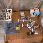 بيع عائلة هامستر روسي