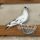 انثى قميري افريقي