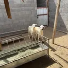 ثنين رخال صفر