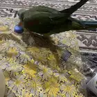 طير دره نيبالي أليف