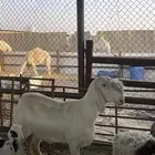 رخل سواكنيه صنف للتفاوض اتصال فقط علي رقم