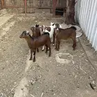 جفار عمر ثلاثه شهور تقريبا