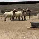 فحول أنعيم طيبه اللبييع