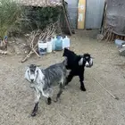 تيوس مشروطه