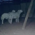 بيع خرفان