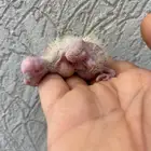 للبيع فرخ لاتينو عمره أسبوعين ع السوم تحت راعية أهله