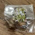 ورد بصيلات نمساوية