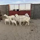 للبيع غنم خلفات نضيفه مراح واحد بهمها كبار