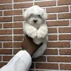 كلاب مالتيز حجم صغر كف اليد