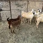 جفار تأسيس مراح