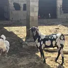 فحل معزا