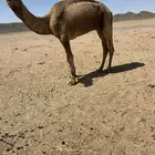بعير طيب دبياني