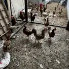 دجاج بياضي بلدي