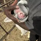 فحل طلي تو اثنى